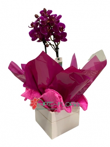 mini orquidea pink 1.jpg