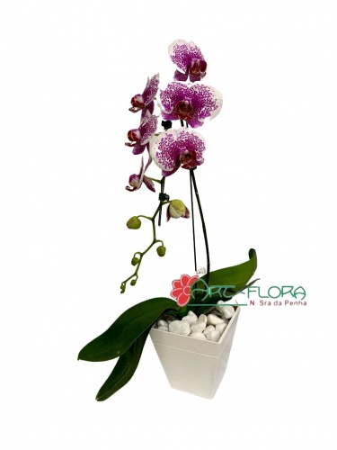 Orquídea Phalaenopsis Exótica.jpg