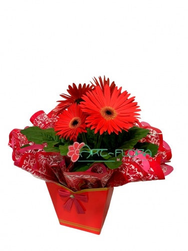 Gerbera Vermelha.jpg